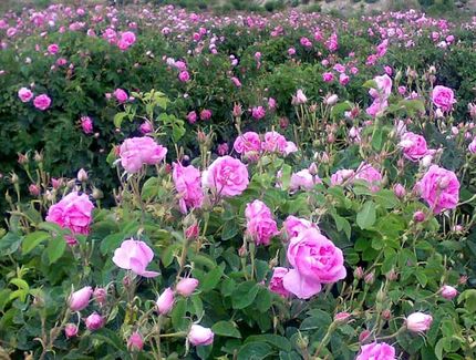 ایران تولیدکننده ۷۰ درصد گل محمدی جهان