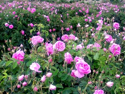 ایران تولیدکننده ۷۰ درصد گل محمدی جهان