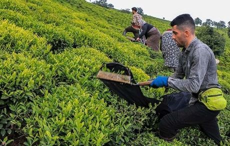 خرید تضمینی ۱۴۹ هزار تن برگ سبز چای