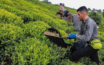 خرید تضمینی ۱۴۹ هزار تن برگ سبز چای