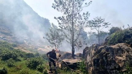 آتش سوزی ۱۱ هکتار از باغهای چای لنگرود