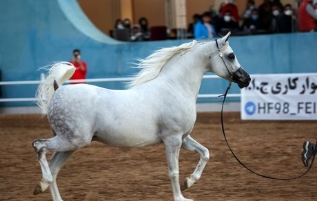 شوشتر میزبان مسابقات زیبایی اسب اصیل عرب