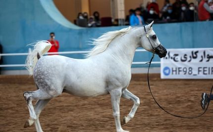 شوشتر میزبان مسابقات زیبایی اسب اصیل عرب