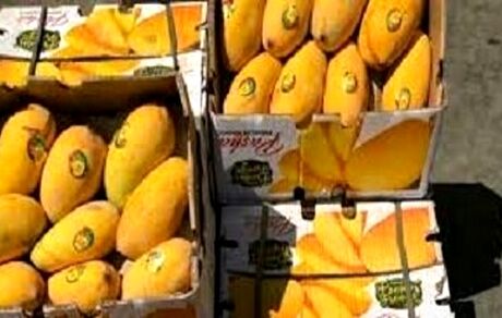 برداشت ۵۰۰۰ تن انبه در استان سیستان و بلوچستان