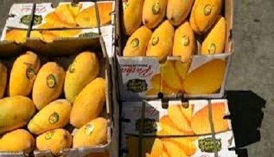 برداشت ۵۰۰۰ تن انبه در استان سیستان و بلوچستان