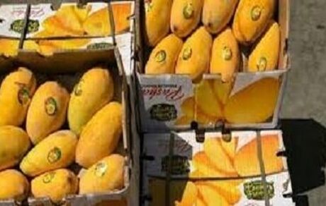 برداشت ۵۰۰۰ تن انبه در استان سیستان و بلوچستان