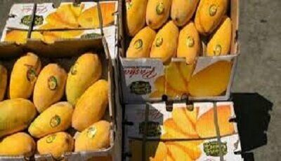برداشت ۵۰۰۰ تن انبه در استان سیستان و بلوچستان