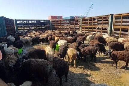کشتار دام‌های نارس و مولد /برای تولید هر کیلو گوشت ۸ تا ۱۰ کیلو نهاده نیاز است