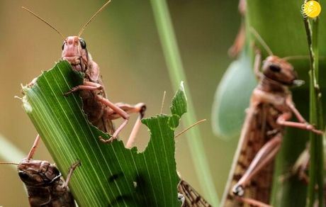 احتمال ورود بخشی از جمعیت ملخ‌های صحرایی از مناطق مرزی هند به جنوب ایران