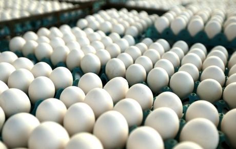 ضرر ۶۰۰۰ تومانی مرغداران/ دولت تخم مرغ ذخیره کند