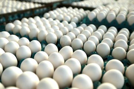 ضرر ۶۰۰۰ تومانی مرغداران/ دولت تخم مرغ ذخیره کند