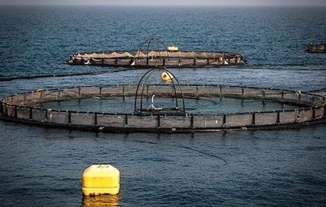 آغاز ششمین نمایشگاه بین المللی شیلات، آبزیان، غذا‌های دریایی و صنایع وابسته از فردا