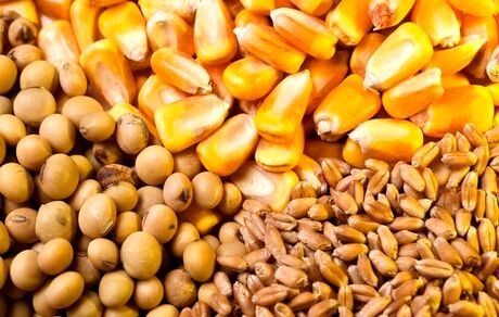 توزیع روزانه بیش از ۵۰ هزار تن نهاده دامی