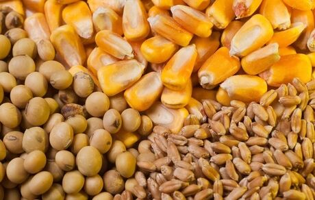 توزیع روزانه بیش از ۵۰ هزار تن نهاده دامی
