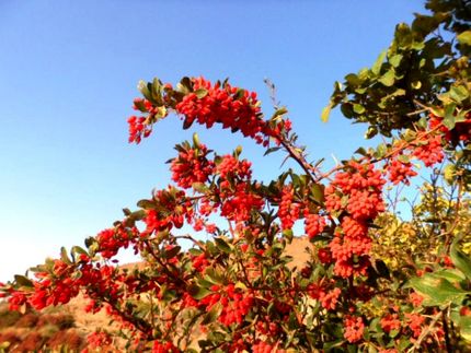 صادرات ۵۰۰ تن زرشک از خراسان جنوبی در سال گذشته