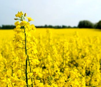 باقی‌مانده مطالبات کلزاکاران واریز شد/ پرداخت ۱۰۰ درصدی پول خرید تضمینی کلزا
