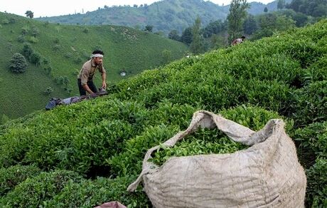 پرداخت نیمی از مطالبات چای‌کاران شمال کشور