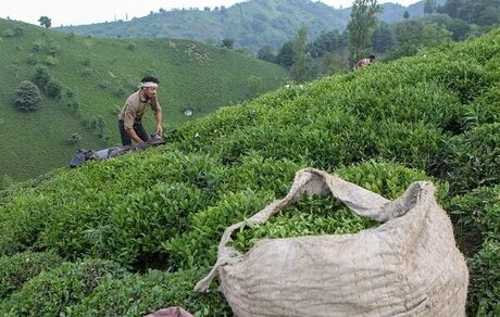 پرداخت نیمی از مطالبات چای‌کاران شمال کشور