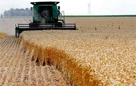 قیمت خرید تضمینی گندم فردا مشخص می‌شود