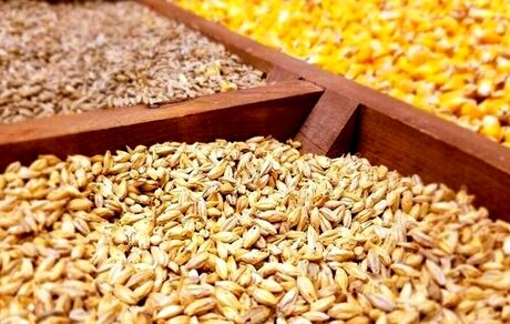 موجودی کنونی ذرت و جو به میزان نیاز ۲ تا ۳ ماه کشور در بنادر است
