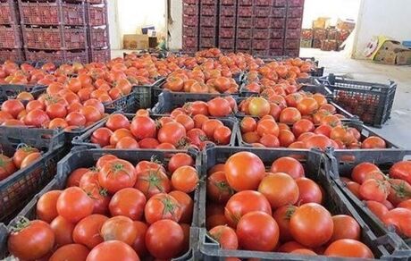 ایران، ششمین تولیدکننده گوجه فرنگی در جهان