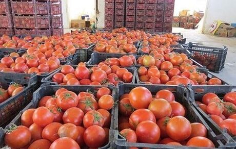 ایران، ششمین تولیدکننده گوجه فرنگی در جهان