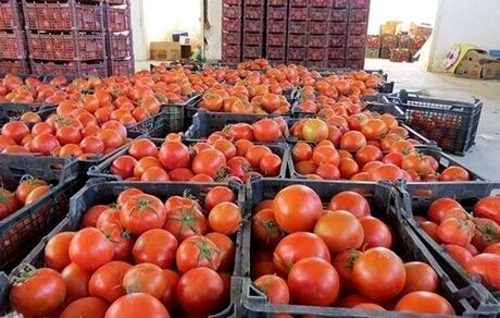 ایران، ششمین تولیدکننده گوجه فرنگی در جهان