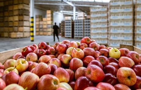۳۲۰ هزار تن سیب در سردخانه‌ها انبار شده است