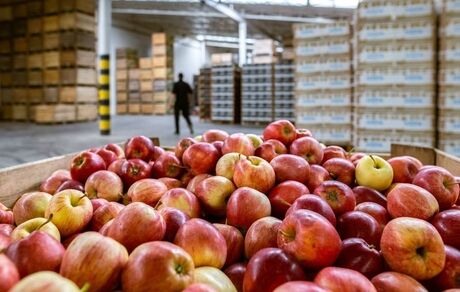۳۲۰ هزار تن سیب در سردخانه‌ها انبار شده است