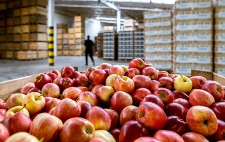 ۳۲۰ هزار تن سیب در سردخانه‌ها انبار شده است