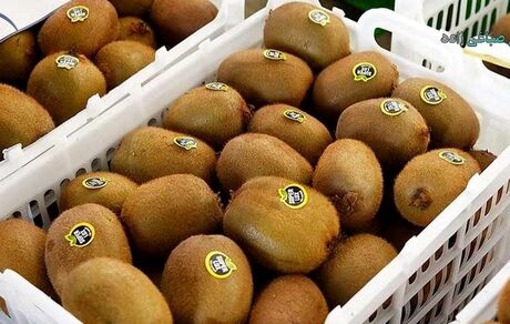 صادرات کیوی از ابتدای مهر مجاز شد