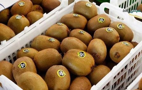 صادرات کیوی از ابتدای مهر مجاز شد