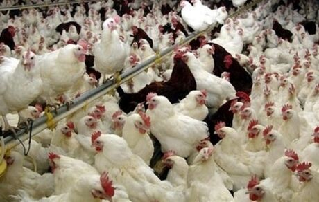 آخرین وضعیت آنفلوآنزای فوق حاد پرندگان در مرغداری های کشور