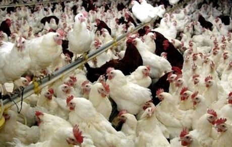 آخرین وضعیت آنفلوآنزای فوق حاد پرندگان در مرغداری های کشور