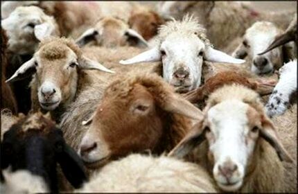 ممنوعیت صادرات دام زنده/خرید باقیمانده دام‌های صادراتی