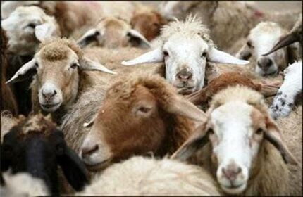 ممنوعیت صادرات دام زنده/خرید باقیمانده دام‌های صادراتی