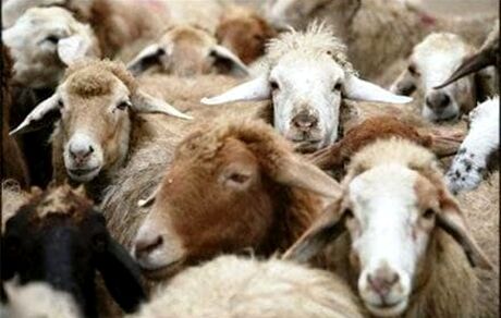 ممنوعیت صادرات دام زنده/خرید باقیمانده دام‌های صادراتی