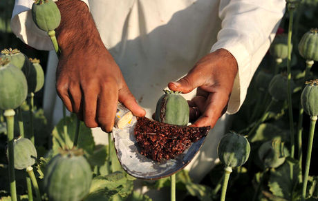 سازمان ملل: با افزایش فقر در افغانستان، انگیزه کاشت تریاک بیشتر شده است