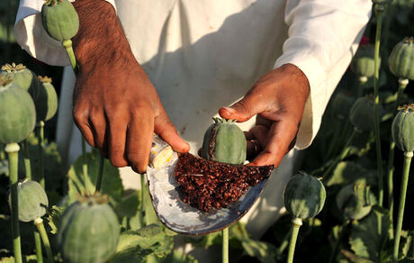 سازمان ملل: با افزایش فقر در افغانستان، انگیزه کاشت تریاک بیشتر شده است