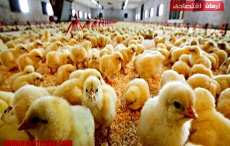 قاچاق جوجه یکروزه از کشور/بازار مرغ در خطر التهاب مجدد!