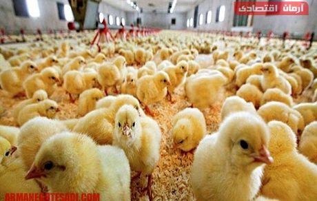 قاچاق جوجه یکروزه از کشور/بازار مرغ در خطر التهاب مجدد!