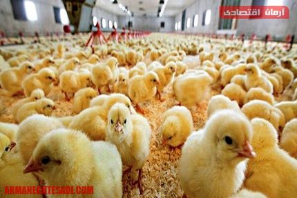 قاچاق جوجه یکروزه از کشور/بازار مرغ در خطر التهاب مجدد!