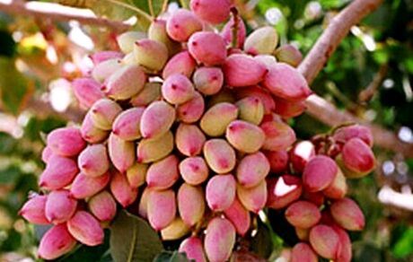 برداشت ۳۵ تا ۴۰ هزار تن پسته در رفسنجان پیش‌بینی شده است