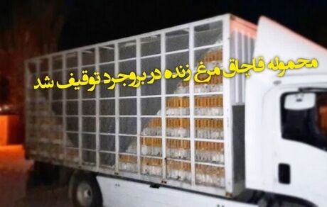 کامیونی حامل ۱۶۰۰ قطعه مرغ قاچاق توقیف شد