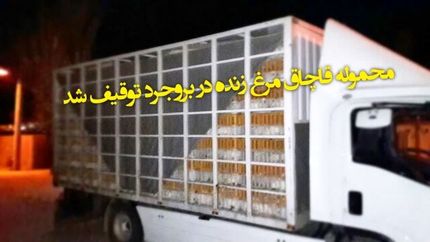 کامیونی حامل ۱۶۰۰ قطعه مرغ قاچاق توقیف شد