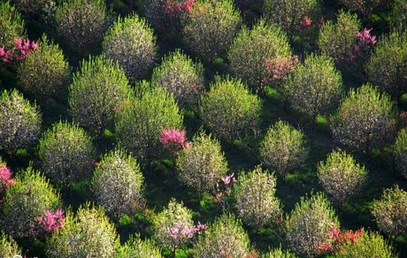 سیلوانا؛ طبیعت بکری با اکسیژن خالص در دیار آذربایجان