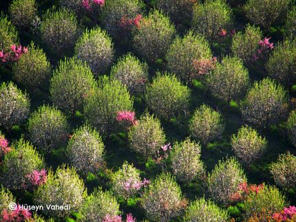 سیلوانا؛ طبیعت بکری با اکسیژن خالص در دیار آذربایجان