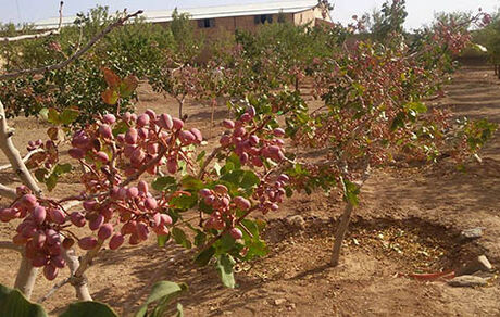 خسارت تگرگ و سیلاب به باغات پسته کوهبنان