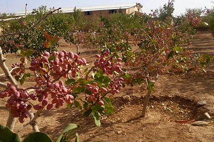 خسارت تگرگ و سیلاب به باغات پسته کوهبنان