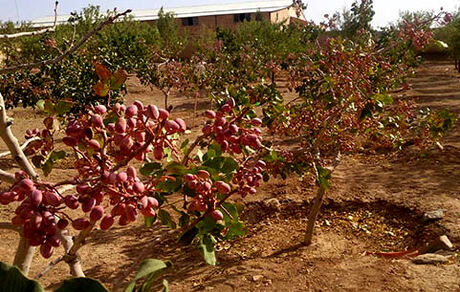 خسارت تگرگ و سیلاب به باغات پسته کوهبنان